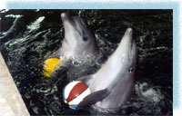 Дельфинарии