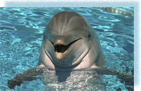Московский  дельфинарий