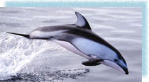 Московский  дельфинарий