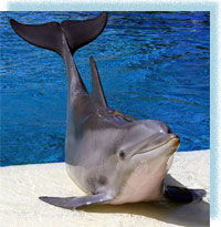 Петербургский  дельфинарий