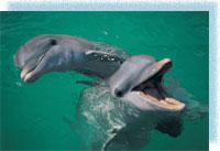 Петербургский  дельфинарий