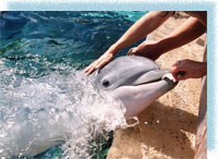 Адлерский  (Сочинский)  дельфинарий