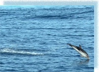 Одесский дельфинарий