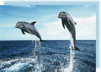 Способности дельфинов